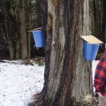 tapping maple trees