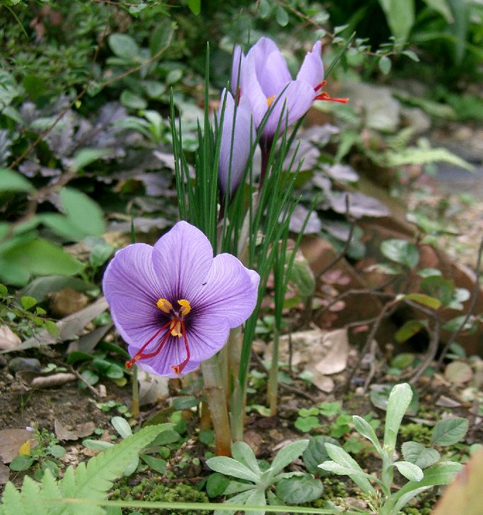 Photo of saffron crocus